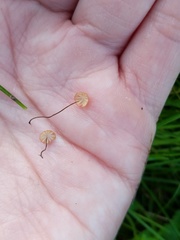 Marasmius curreyi