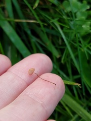 Marasmius curreyi