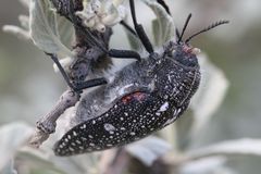 Julodis humeralis