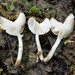 Helvella stevensii - Photo (c) Crystal Davidson, some rights reserved (CC BY-NC), uploaded by Crystal Davidson