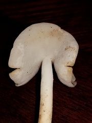 Helvella stevensii