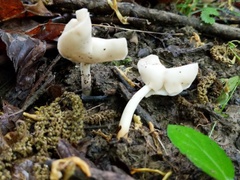 Helvella stevensii