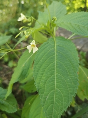 Impatiens parviflora