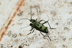 Chlorophorus herbstii