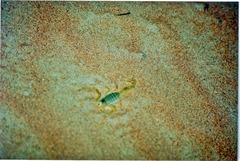 Apistobuthus pterygocercus