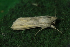 Cucullia umbratica