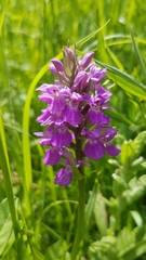 Dactylorhiza praetermissa