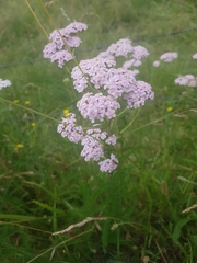 Achillea millefolium