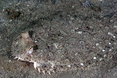 Eyed Flounder photo 3