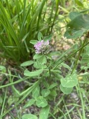 Trifolium pratense