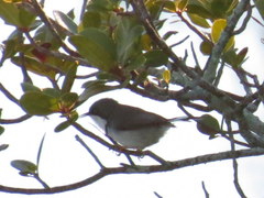 Apalis thoracica capensis