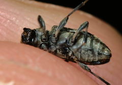 Leiopus femoratus