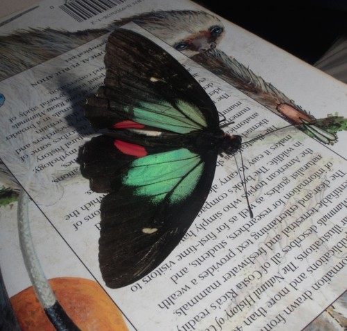 Green-celled Cattleheart