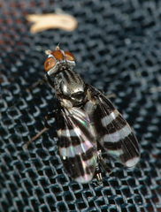 Herina frondescentiae