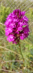 Anacamptis