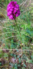Anacamptis