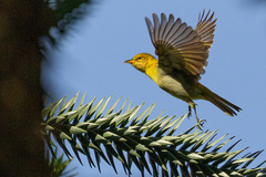 Hemithraupis ruficapilla