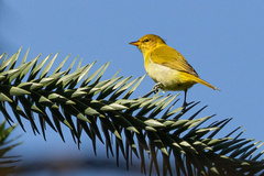 Hemithraupis ruficapilla