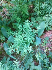 Galium intermedium