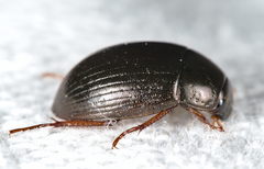 Hydrobius
