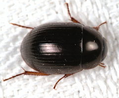 Hydrobius