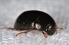 Hydrobius