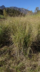 Paspalum
