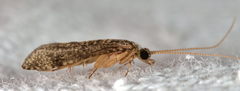Ecnomus tenellus