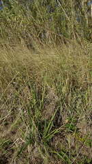 Paspalum