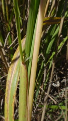 Paspalum