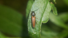 Ludioschema vittiger