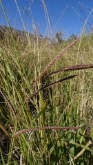 Paspalum