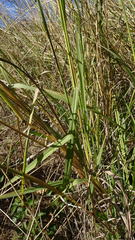Paspalum