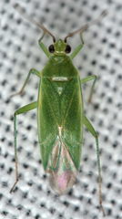 Orthotylus marginalis