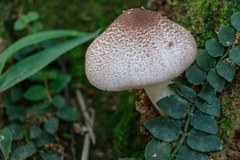 Leucoagaricus meleagris