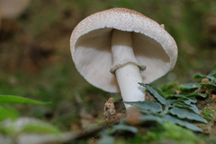 Leucoagaricus meleagris