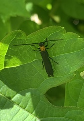 Oberea perspicillata