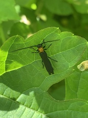 Oberea perspicillata