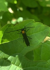 Oberea perspicillata