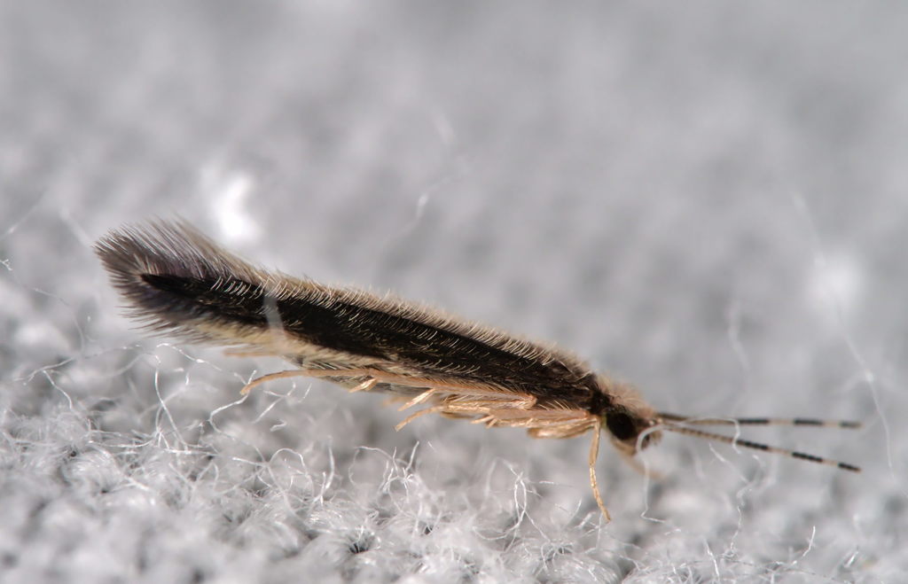 Orthotrichia costalis