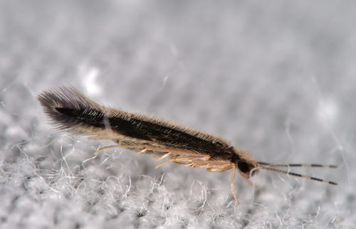 Orthotrichia costalis