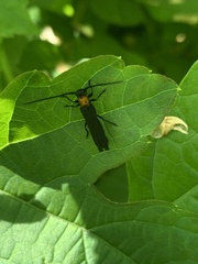 Oberea perspicillata