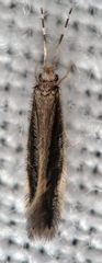 Orthotrichia costalis