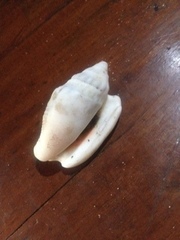 Euprotomus aurisdianae