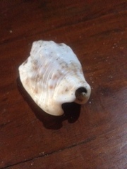 Euprotomus aurisdianae