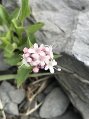 Valeriana montana
