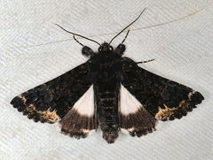Catephia alchymista