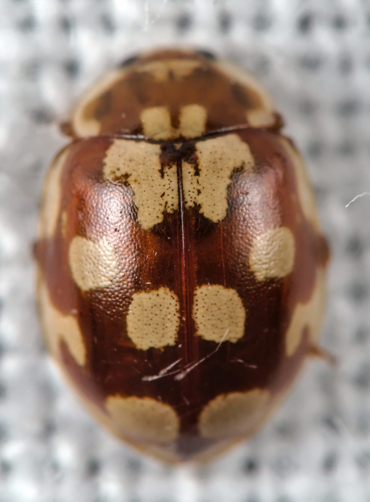 18-spot Ladybird