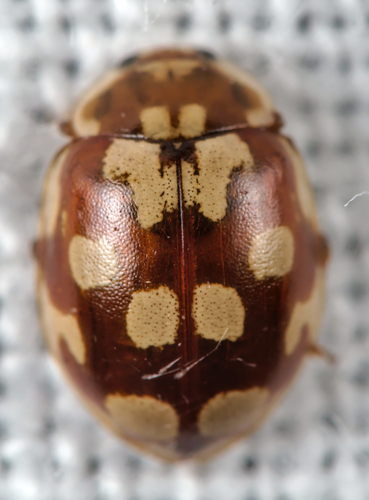 18-spot Ladybird