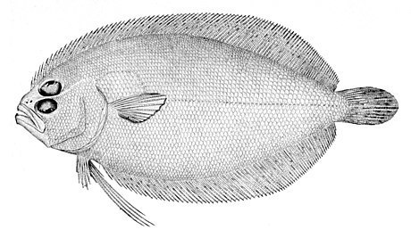 Trichopsetta